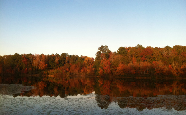 Fall foliage