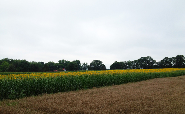 Field of Sunflowers