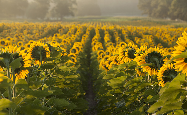 Sunflowers