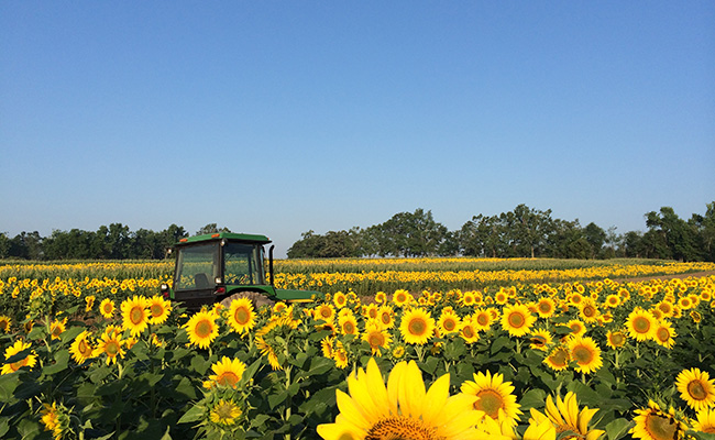 Sunflowers too