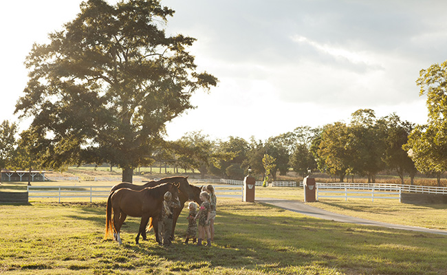 Horses